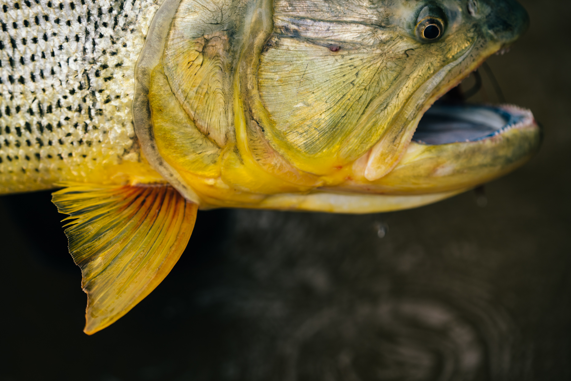 40_BoliviaWeb-A7A03965